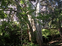 rco Cosentini-20110417 028